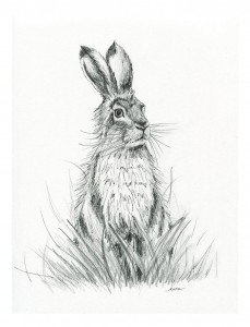 Brown Hare Study     